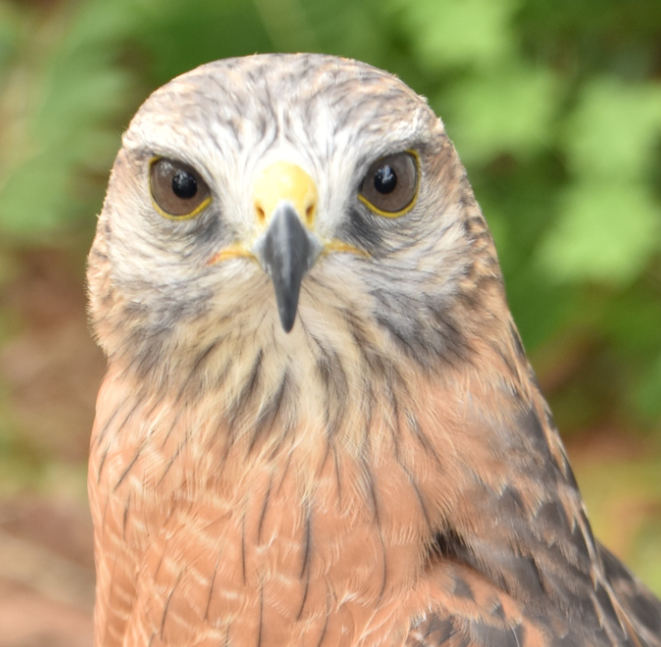 A Red-shouldered Hawk